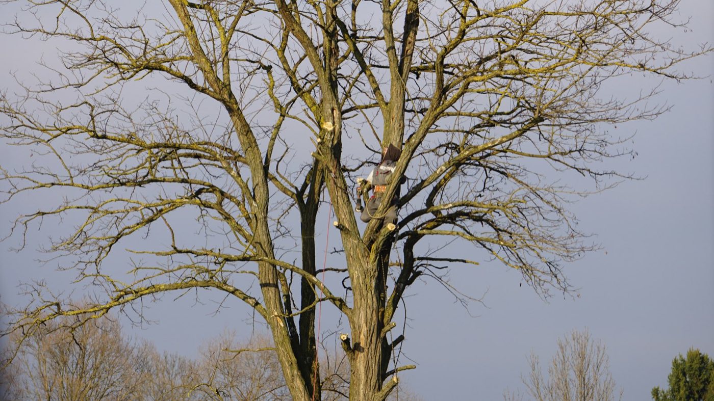 Storm damage cleanup and emergency tree response