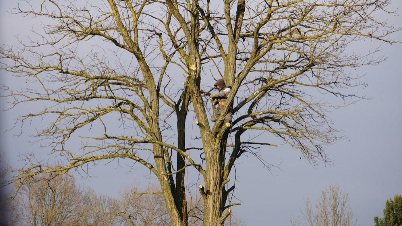 Tree pruning and trimming by Davey arborists