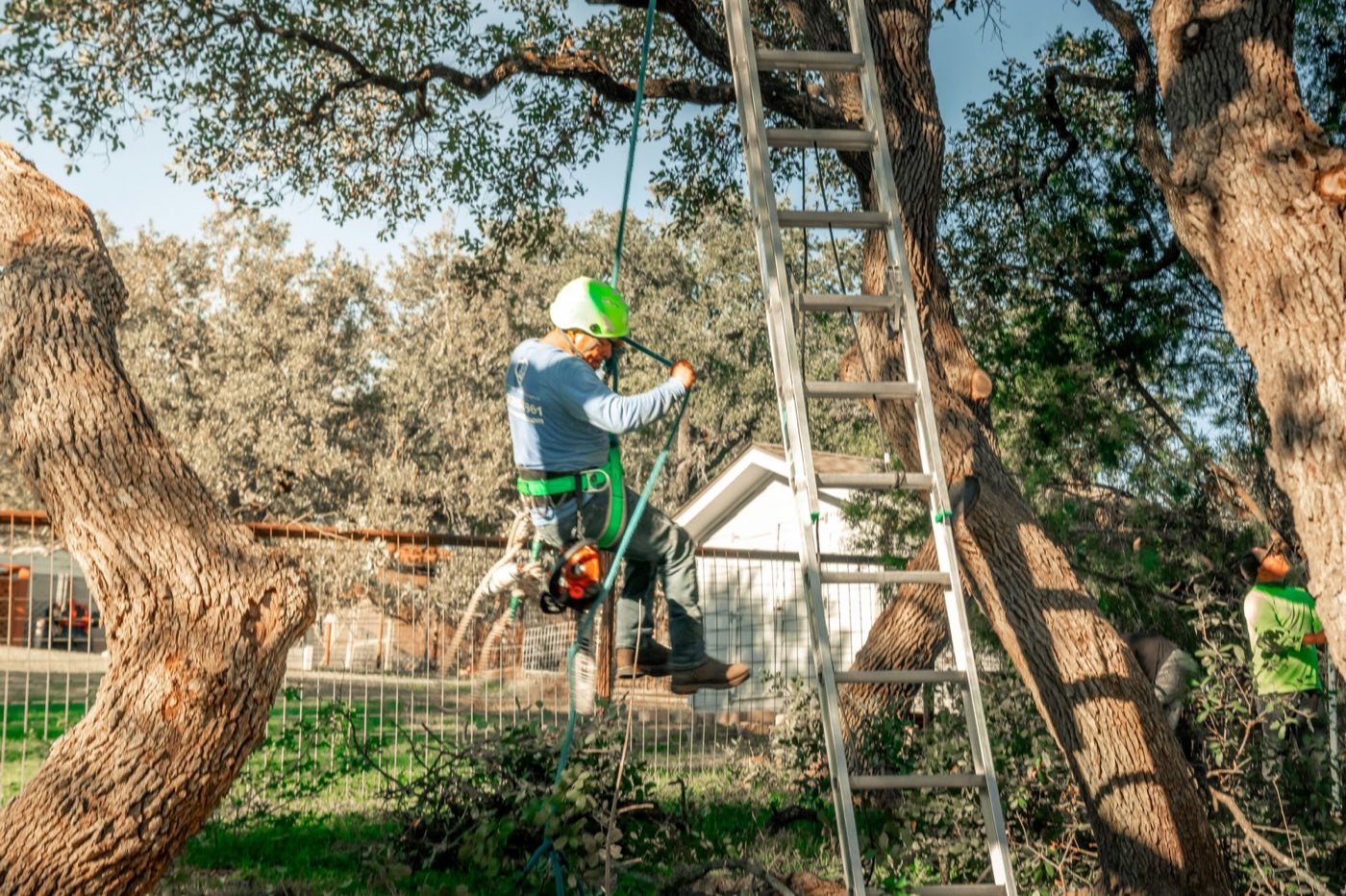 Safe tree removal service in St. Louis
